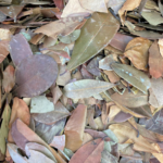 INSULINA KG A GRANEL