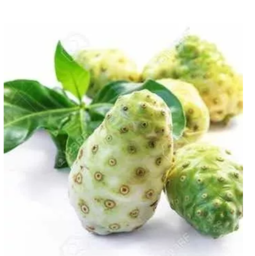 NONI TAHITIANO  FRUTO KG A GRANEL