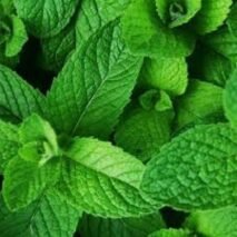 MENTA PIPERITA  KG A GRANEL